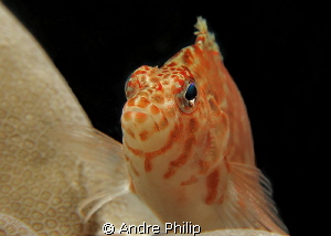 Portrait of a Hawkfish by Andre Philip 